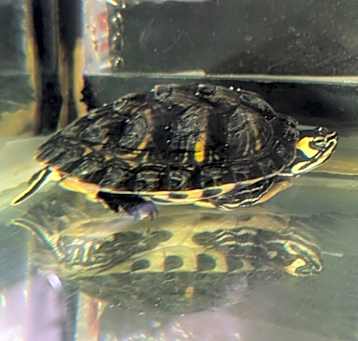 Photo of Squirt