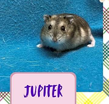 Photo of Jupiter