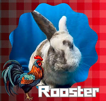 Photo of Rooster