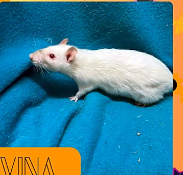 Photo of Nina