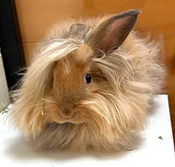 Photo of Blackjack