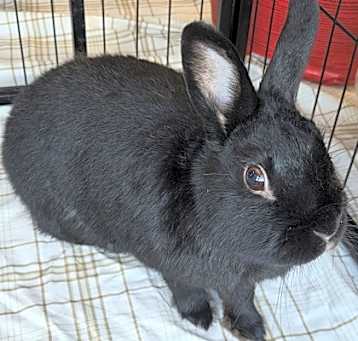 Photo of Snickers