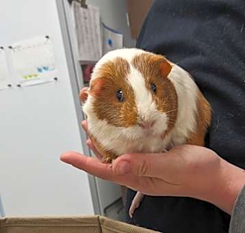 Photo of Peanut