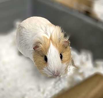 Photo of Dovey
