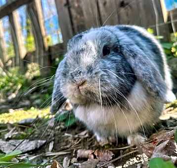 Photo of Astrid