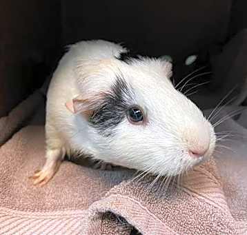 Photo of WHEEKI
