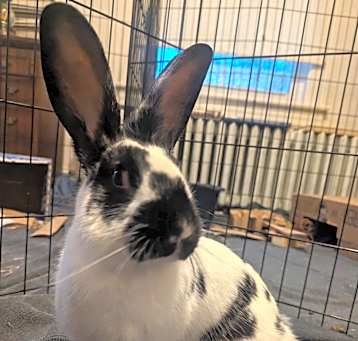 Photo of Pepper