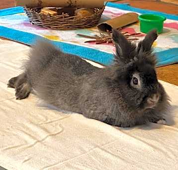 Photo of Fuzzy Bear