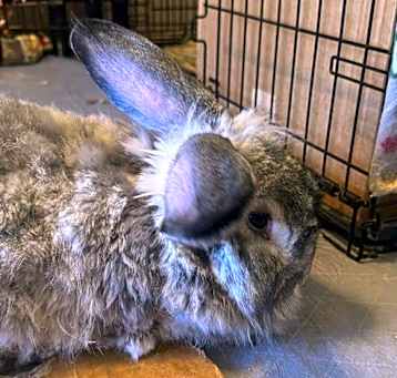 Photo of Smokey