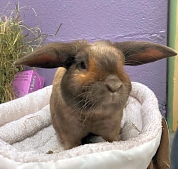 Photo of Snuggles 