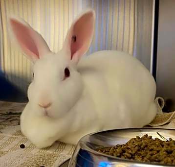 Photo of MARSHMELLOW