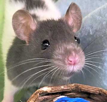 Photo of Brayden - Name Your Own Adoption Fee!