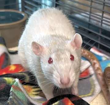 Photo of Lucy (trio To Nibbles & Pepper)