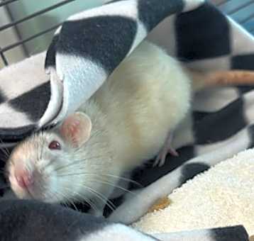 Photo of Pepper (trio To Nibbles & Lucy)