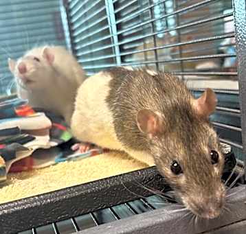 Photo of Nibbles (trio To Pepper & Lucy)