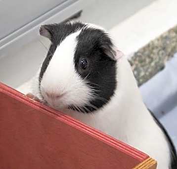 Photo of OREO