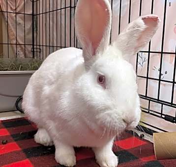 Photo of Opal