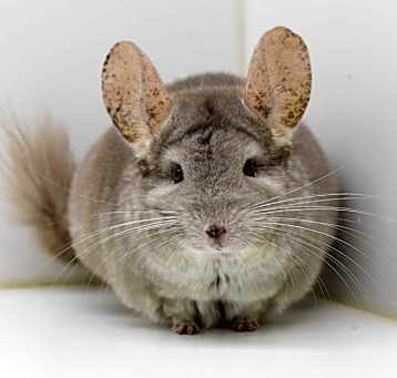 Photo of Raisin
