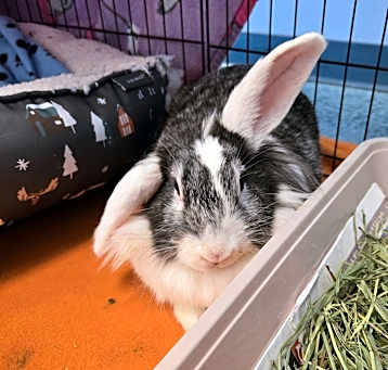 Photo of Georgie
