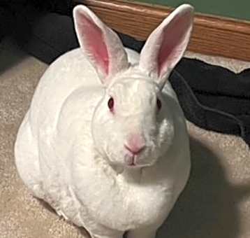Photo of Maxwell