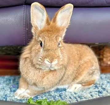 Photo of Peanut
