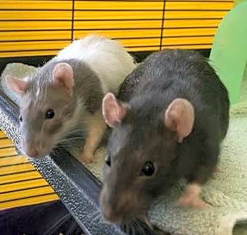Photo of Bruno and Alex the Rats!
