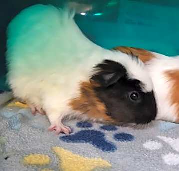 Photo of Banana