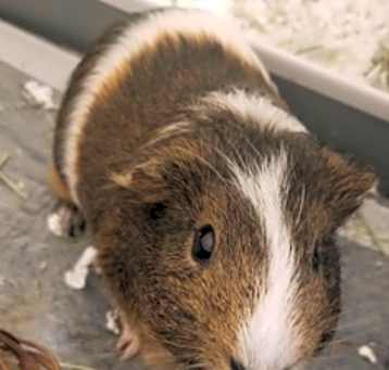 Photo of Coco