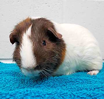 Photo of Matio - Name Your Own Adoption Fee!