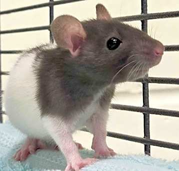 Photo of Kayden - Name Your Own Adoption Fee!