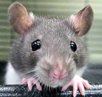 Photo of Peyton - Name Your Own Adoption Fee!