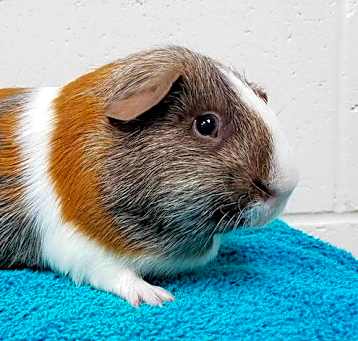 Photo of Cravin - Name Your Own Adoption Fee!
