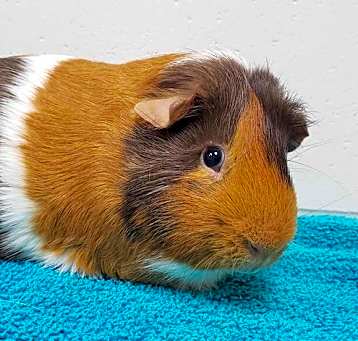 Photo of Victor - Name Your Own Adoption Fee!