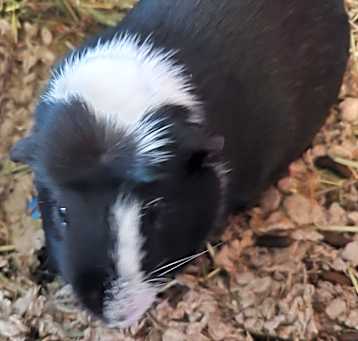 Photo of Luigibean