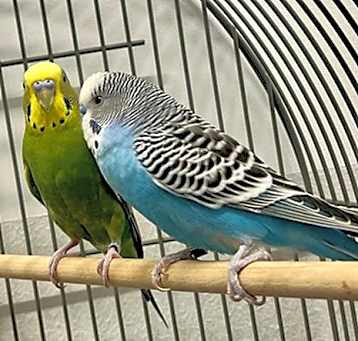 Photo of CANNELLINI