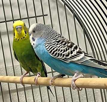 Photo of PINTO