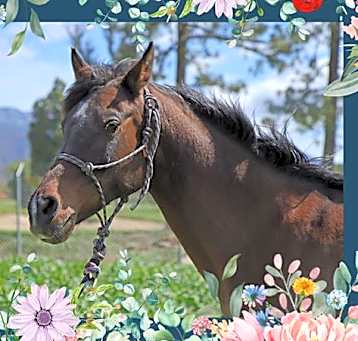 Photo of ANAIA