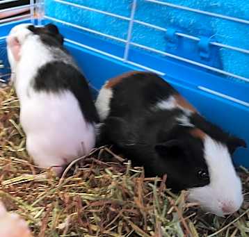 Photo of Oceanic & Seaway