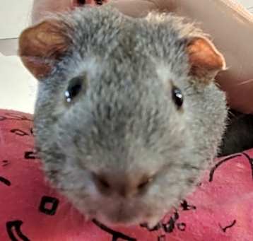 Photo of Reddle