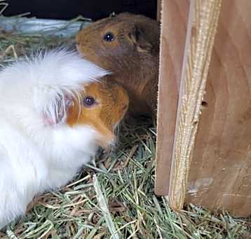 Photo of Chloe & Willow
