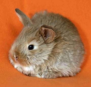 Photo of Peach