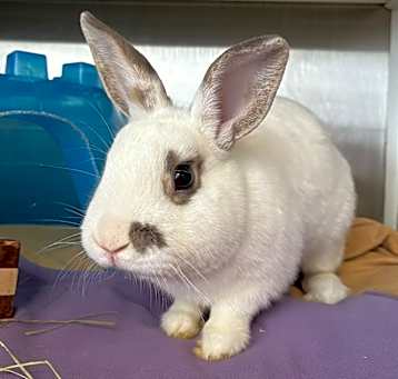 Photo of Blanco