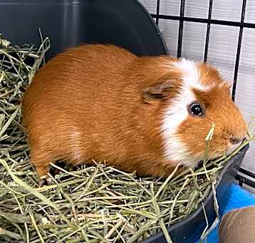 Photo of Spice