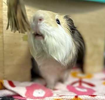 Photo of Stanley