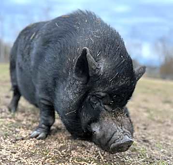 Photo of Bertram - URGENT!