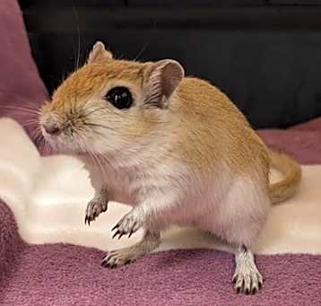 Photo of Sandy