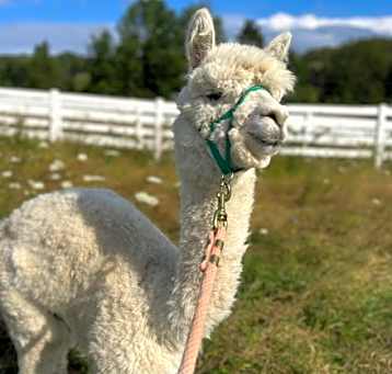 Photo of Dolly - URGENT!