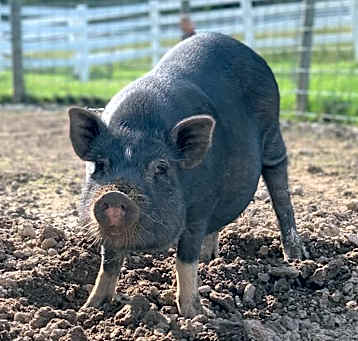 Photo of Charlie - URGENT!