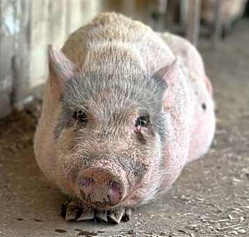 Photo of Pinocchio - URGENT!