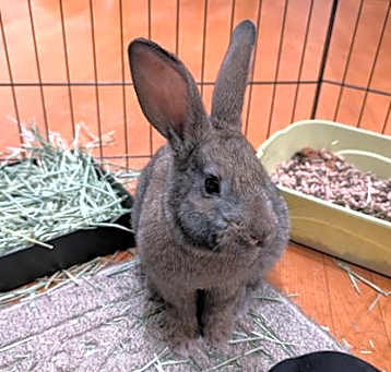 Photo of Jazz